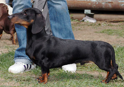 Такса - Инвар из Рыжего Рая